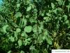 silver dollar gum (Eucalyptus polyanthemos) leaves