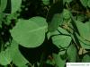 silver dollar gum (Eucalyptus polyanthemos) leaves