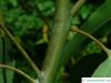 silver dollar gum (Eucalyptus polyanthemos) branch