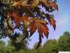 silver maple (Acer platanoides) leaves are reddish in autumn