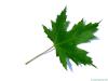 silver maple (Acer platanoides) leaf