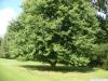 silver maple (Acer platanoides) tree in summer