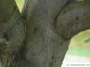 silver wattle (Acacia dealbata) older trunk / bark
