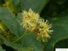 small leaved lime (Tilia cordata) flower