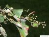 small leaved lime (Tilia cordata) foliage and fruits