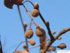 small leaved lime (Tilia cordata) fruits