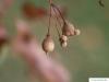 small leaved lime (Tilia cordata) fruits in autumn