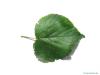 small leaved lime (Tilia cordata) leaf