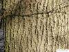 small leaved lime (Tilia cordata) trunk / bark