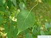 snake bark maple (Acer pectinatum subsp. laxiflorum) leaf with petiole