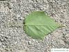 snake bark maple (Acer pectinatum subsp. laxiflorum) leaf underside