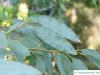 snow gum (Eucalyptus pauciflora subsp niphophila) leaves / twig