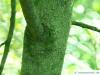 kōwhai (Sophora microphylla) trunk / bark