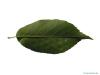 spaeths alder (Alnus spaethii) underside of leaf