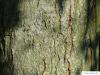 spaehts alder (Alnus spaethii) trunk