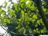 striped maple (Acer pensylvanicum) leaves