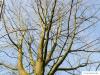 sugar maple (Acer saccharum) crown in winter