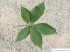 sunrise horsechestnut (Aesculus x neglecta 'Erythroblastos') leaf