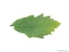 swamp white oak (Quercus bicolor) leaf underside