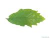 swamp white oak (Quercus bicolor) leaf