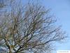 swedish whitebeam (Sorbus intermedia) crown in winter