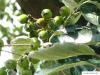 swedish whitebeam (Sorbus intermedia) fruit in summer