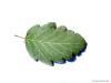 swedish whitebeam (Sorbus intermedia) leaf underside