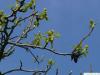 sweetgum (Liquidambar styraciflua) flowers