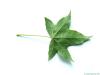 sweetgum (Liquidambar styraciflua) leaf underside