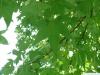sweetgum (Liquidambar styraciflua) leaves