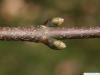 sycamore maple (Acer pseudoplatanus) axial buds