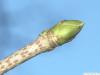 sycamore maple (Acer pseudoplatanus) terminal bud