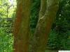 texas ash (Fraxinus texensis) trunk