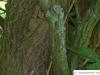 thorn-elm (Hemiptelea davidii) trunk / bark