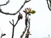 tree of heaven (Ailanthus altissima) budding