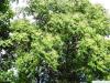 tree of heaven (Ailanthus altissima) crown foliage