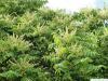 tree of heaven (Ailanthus altissima) flowers