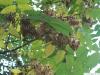 tree of heaven (Ailanthus altissima) fruit in summer