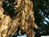 tree of heaven (Ailanthus altissima) fruit