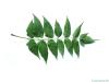 tree of heaven (Ailanthus altissima) leaf underside