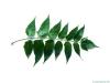 tree of heaven (Ailanthus altissima) leaf