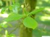 tupelo (Nyssa sylvestris) leafstellung