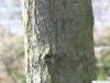 tupelo (Nyssa sylvestris) trunk / stem