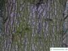 turkish cedar (Cedrus libani subsp. stenocoma) trunk / bark