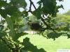 turkish oak (Quercus zerris) fruits / acorns