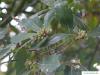turners oak (Quercus turneri 'Pseudoturneri') flower