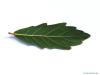 turners oak (Quercus turneri 'Pseudoturneri') underside of a leaf