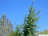 valley oak (Quercus lobata) crown