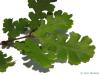 valley oak (Quercus lobata) leaves