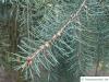 weeping spruce (Picea breweriana) branch